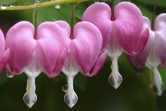Tearful hearts after rain in April, Germany, Europe