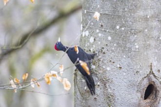 Black woodpecker (Dryocopus martius) ml Germany