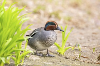 Eurasian teal (Anas crecca) male walking on the ground, Bavaria, Germany, Europe