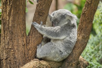 Koala (Phascolarctos cinereus) sitting on a tree, captive, distribution South Australia, Australia,