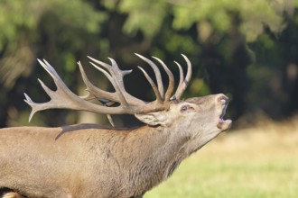 Red deer (Cervus elaphus) during the rutting season, a capital stag roaring in a forest clearing,