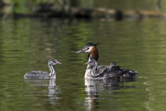 Great crested grebe (Podiceps cristatus) parent in breeding plumage swimming in pond with young and