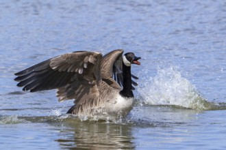 Canada goose, Canadian goose (Branta canadensis) taking off from lake by running over water