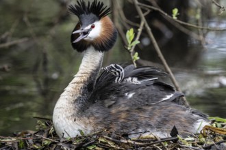 Great Crested Grebe (Podiceps Scalloped ribbonfish) with juveniles, Emsland, Lower Saxony, Germany,