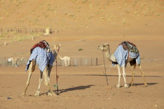 Dromedaries (Camelus dromedarius) with saddle in the Wahiba Sands or Rimal Al Wahiba or Sharqiyya
