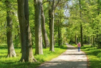 Beech trees in the park of Neuhardenberg Castle, landscape garden by architect Peter Joseph Lenne,