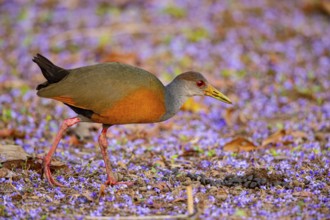Grey-necked wood rail (Aramides cajanea) Pantanal Brazil