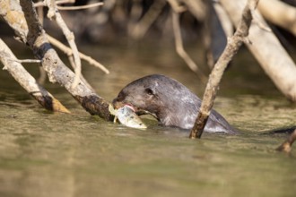 Giant otter (Pteronura brasiliensis) Pantanal Brazil