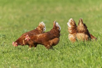 Brown hens moving freely on a green pasture, domestic chicken, Rhineland-Palatinate, Germany,
