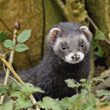 European polecat (Mustela putorius) or wood polecat, looking out of the undergrowth, captive,