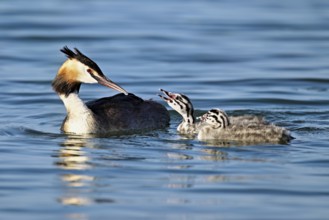 Great Crested Grebe (Podiceps Scalloped ribbonfish), with two chicks in plumage swimming in the
