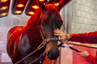 Horse under the warmth and light of a solarium installed in a stable yard building