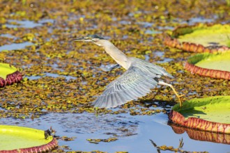 Mongrove Heron (Butorides striatus) Pantanal Brazil
