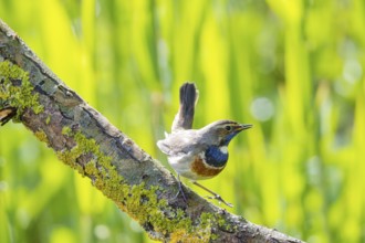 Bluethroat (Luscinia svecica cyanecula) Male Germany