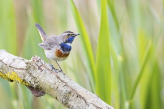 Bluethroat (Luscinia svecica cyanecula) Male Germany