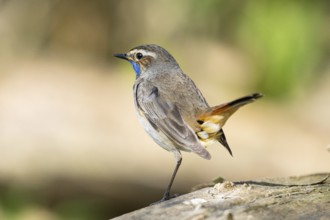 Bluethroat (Luscinia svecica cyanecula) Male Germany