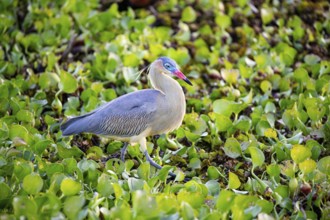 Whistling heron (Syrigma sibilatrix) Pantanal Brazil