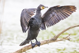 Cormorant (Phalacrocorax carbo) Germany