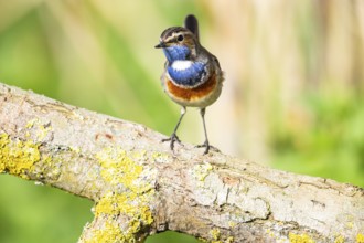 Bluethroat (Luscinia svecica cyanecula) Male Germany