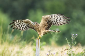 Montagu's harrier (Circus pygargus) wbl Germany