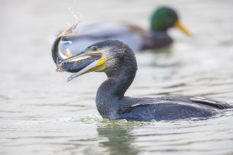 Cormorant (Phalacrocorax carbo) catching fish Germany
