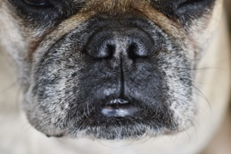 Close up of brachycephalic dog snout with gray fur of French Bulldog