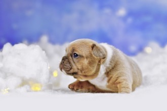 French Bulldog dog puppy between fluffy clouds with stars
