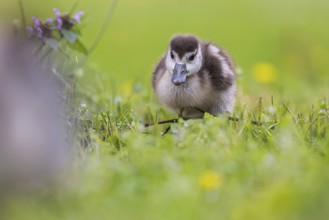 Chicks of the Nile Goose (Alopochen aegyptiaca) freshly hatched, park in spring with spring flowers