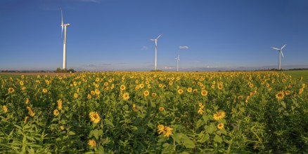 Panorama wind turbines in the sunflower field Minden Germany