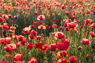 Corn poppy (Papaver rhoeas) in bloom, Callenberg, Saxony, Germany, Europe
