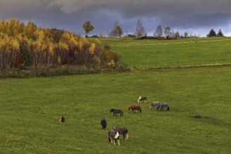 Green pasture with grazing horses under dramatic sky and autumnal trees in the background, Siegen,