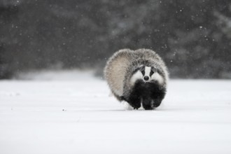 Badger in the snow, Wittlich, Rhineland-Palatinate, Germany, Europe