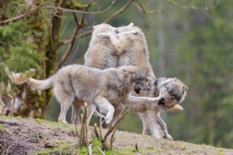 A pack of grey wolves (Canis lupus lupus) playing on a hill and showing social behaviour