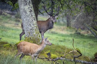 Red deer (Cervus elaphus) Rutting behaviour captive Germany