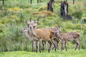 Red deer (Cervus elaphus) cow with calf captive Germany