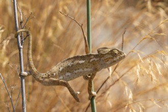 Common or Mediterranean chameleon (Chamaeleo chamaeleon) climbing between two plant stalks,