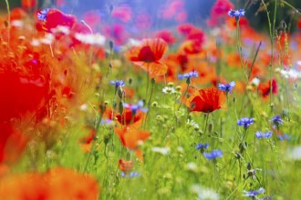Corn poppy (Papaver rhoeas) and cornflower (Centaurea cyanus) in bloom in a meadow, Saxon