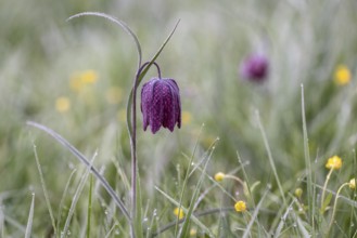 Snake's Head Fritillary (Fritillaria meleagris), Lower Saxony, Germany, Europe