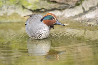 Eurasian teal (Anas crecca) male swimming in a lake, Bavaria, Germany, Europe