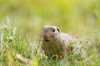 European ground squirrel (Spermophilus citellus) on a meadwo, Bavaria, Germany, Europe