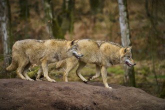 Wolf (Canis lupus), two wolves in motion on a hill in the forest, Germany, Europe