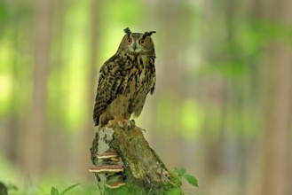 Eurasian Eagle-owl (Bubo bubo), adult, perch, vigilant, in summer, Wisdom, Šumava, Czech Republic,