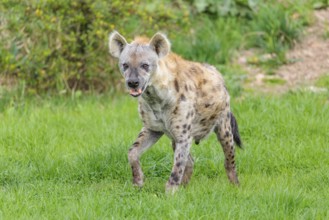 An adult male Spotted Hyena (Crocuta crocuta) stands in a green meadow