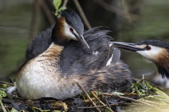 Great Crested Grebe (Podiceps cristatus), Emsland, Lower Saxony, Germany, Europe