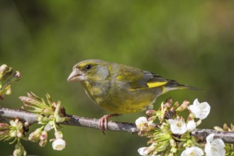A male greenfinch (Carduelis cloris) sits quietly on the branch of a flowering cherry tree,