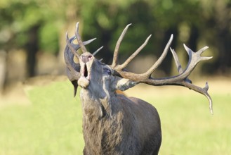 Red deer (Cervus elaphus) during the rutting season, a capital stag roaring in a forest clearing,