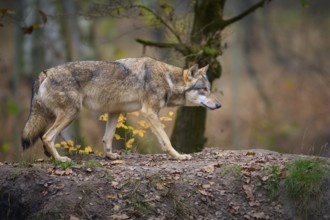 A gray wolf (Canis Lupus), running through the autumn forest, surrounded by autumn leaves and