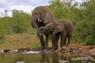 African elephant (Loxodonta africana), adult, male, bull, young animal, young bull with young