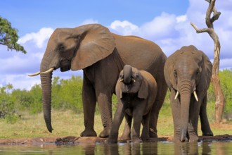 African elephant (Loxodonta africana), adult, juvenile, group, group with juveniles, at the water,