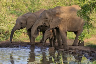 African elephant (Loxodonta africana), juvenile, mother, adult, female, group, at the water,